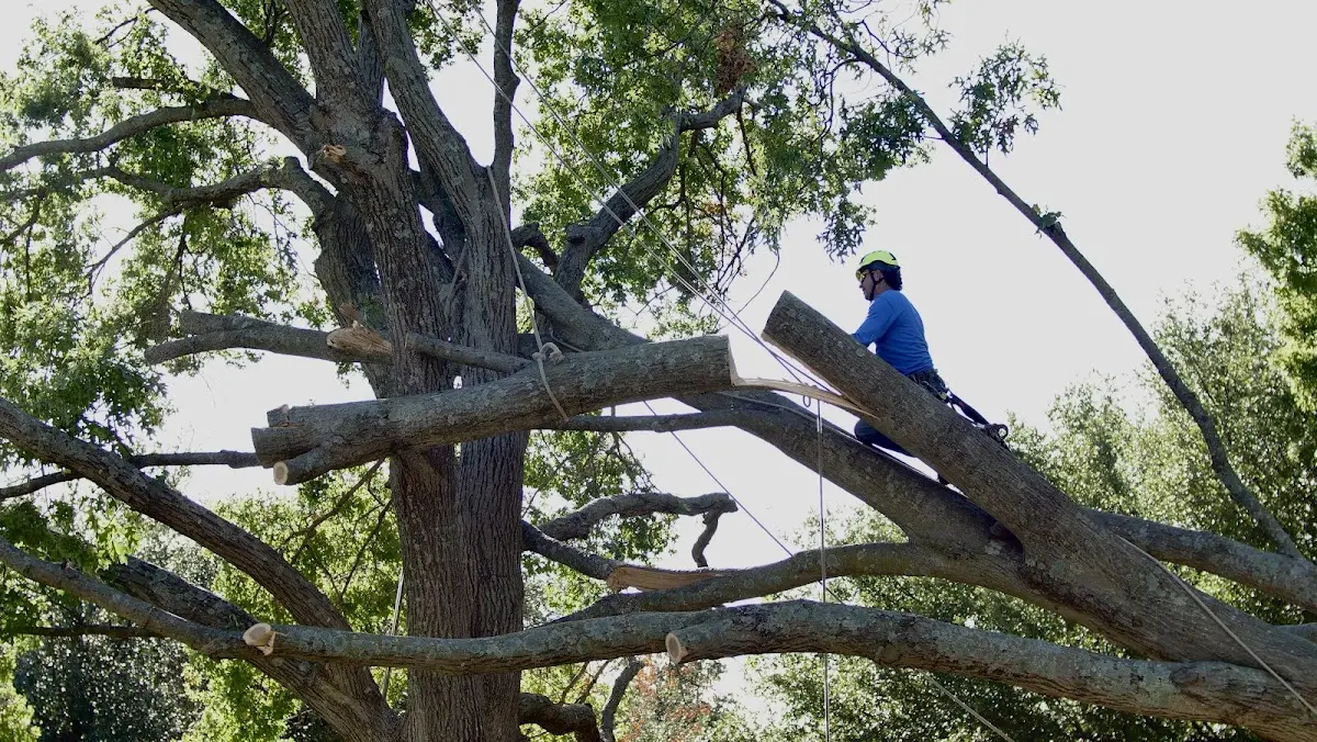 Professional Crown Thinning performed by certified arborists in Green Camp