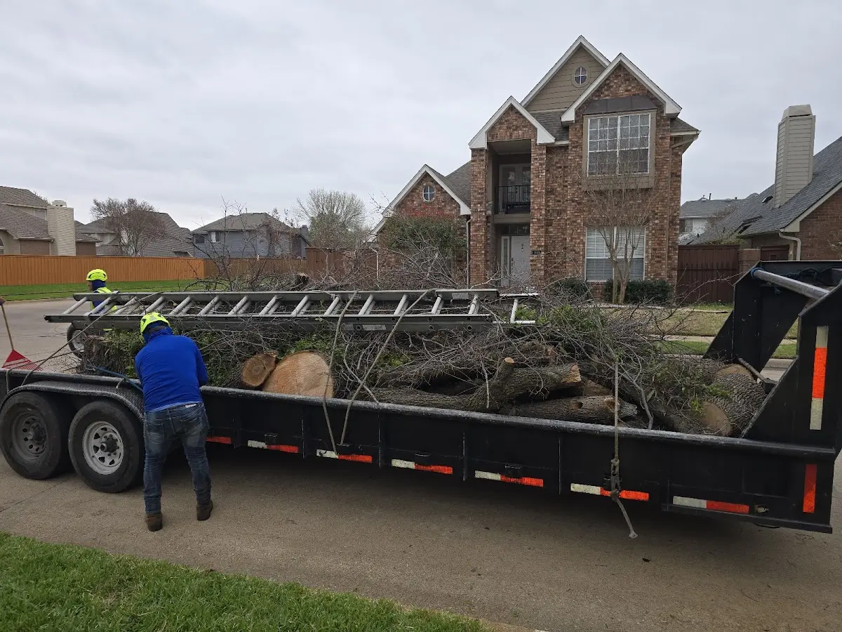 Expert Tree Removal with proper safety equipment in Green Camp